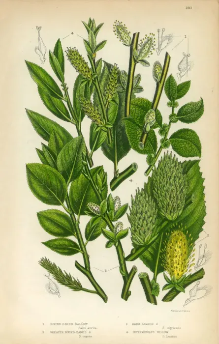 Framed Print : Osier, Willow, Sallow, Dark Leaved Sallow, Victorian Botanical Illustration Framed Print : Osier, Willow, Sallow, Dark Leaved Sallow, Victorian Botanical Illustration