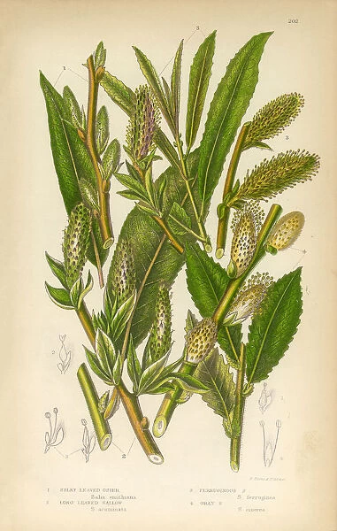 Osier, Willow, Sallow, Long Leaved Sallow, Victorian Botanical Illustration