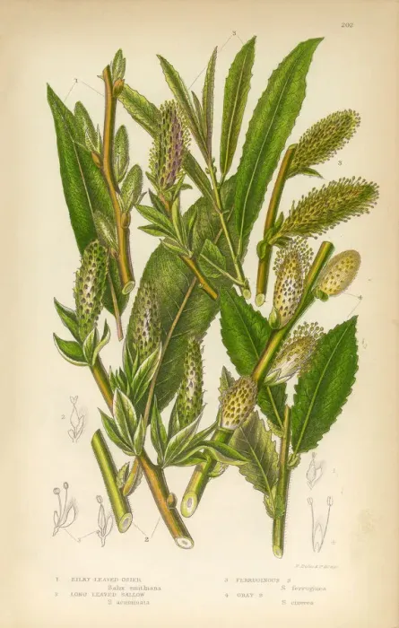 Framed Print : Osier, Willow, Sallow, Long Leaved Sallow, Victorian Botanical Illustration Framed Print : Osier, Willow, Sallow, Long Leaved Sallow, Victorian Botanical Illustration