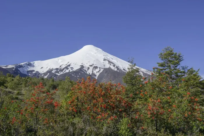 Framed Print : Osorno volcano, at the front a Chilean Firebush, also Notro or Ciruelillo -Embothrium coccineum-, Puerto Varas, Los Lagos Region, Chile Framed Print : Osorno volcano, at the front a Chilean Firebush, also Notro or Ciruelillo -Embothrium coccineum-, Puerto Varas, Los Lagos Region, Chile