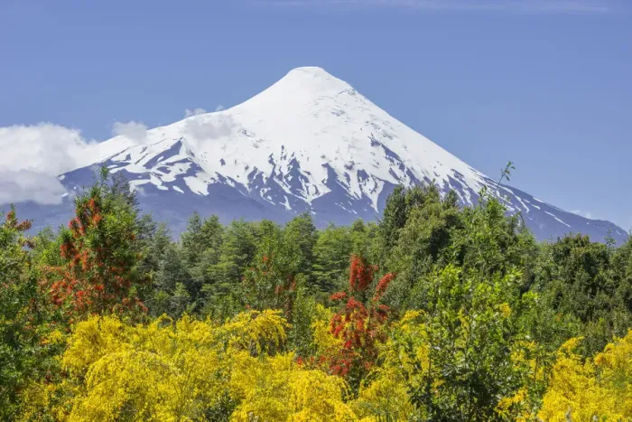 Framed Print : Osorno volcano, at the front a Chilean Firebush, also Notro or Ciruelillo -Embothrium coccineum-, Puerto Varas, Los Lagos Region, Chile Framed Print : Osorno volcano, at the front a Chilean Firebush, also Notro or Ciruelillo -Embothrium coccineum-, Puerto Varas, Los Lagos Region, Chile