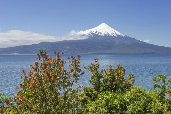 Osorno volcano, at the front a Chilean Firebush, also Notro or Ciruelillo -Embothrium coccineum-, Puerto Varas, Los Lagos Region, Chile