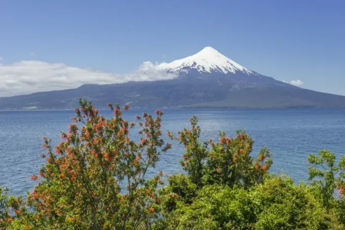 Framed Print : Osorno volcano, at the front a Chilean Firebush, also Notro or Ciruelillo -Embothrium coccineum-, Puerto Varas, Los Lagos Region, Chile Framed Print : Osorno volcano, at the front a Chilean Firebush, also Notro or Ciruelillo -Embothrium coccineum-, Puerto Varas, Los Lagos Region, Chile
