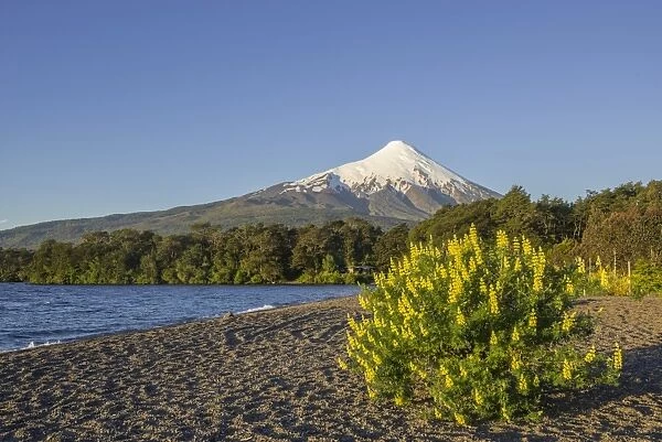 Osorno volcano and the shore of the bay of Lake Llanquihue, Puerto Varas, Los Lagos Region, Chile
