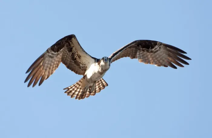 Framed Print : Osprey Framed Print : Osprey