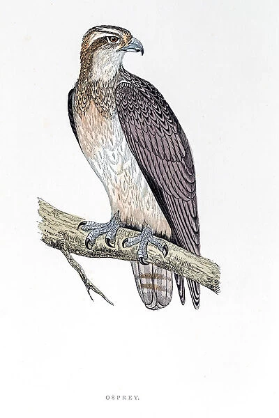 Osprey bird 19 century illustration