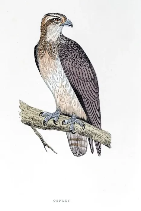 Framed Print : Osprey bird 19 century illustration