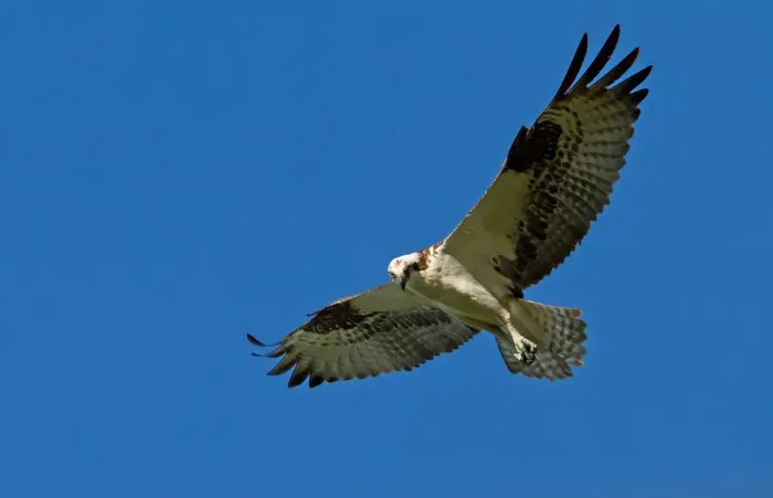 Framed Print : Osprey in Flight Framed Print : Osprey in Flight