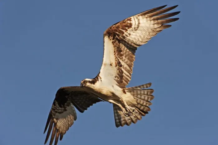 Framed Print : Osprey in flight Framed Print : Osprey in flight