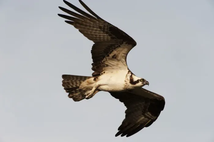 Framed Print : Osprey in flight Framed Print : Osprey in flight