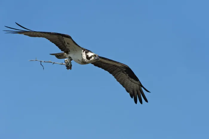 Framed Print : Osprey in flight with nesting material Framed Print : Osprey in flight with nesting material