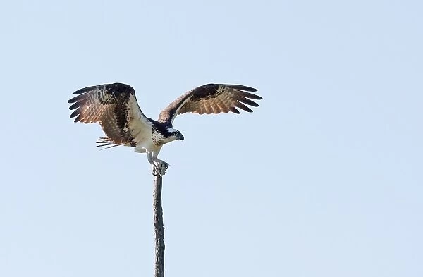 Osprey landing on treetop