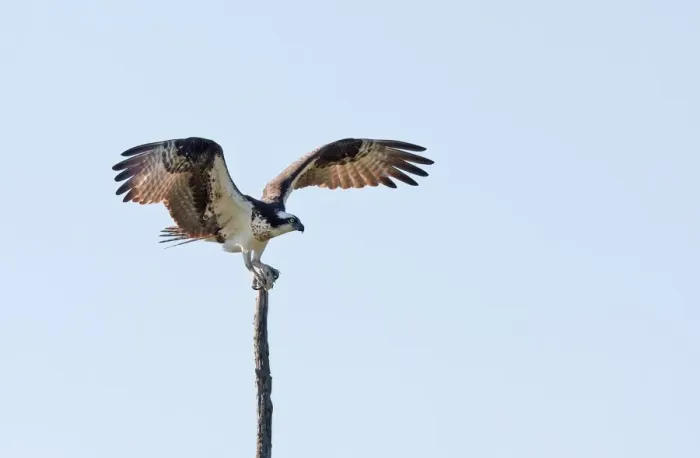 Framed Print : Osprey landing on treetop Framed Print : Osprey landing on treetop