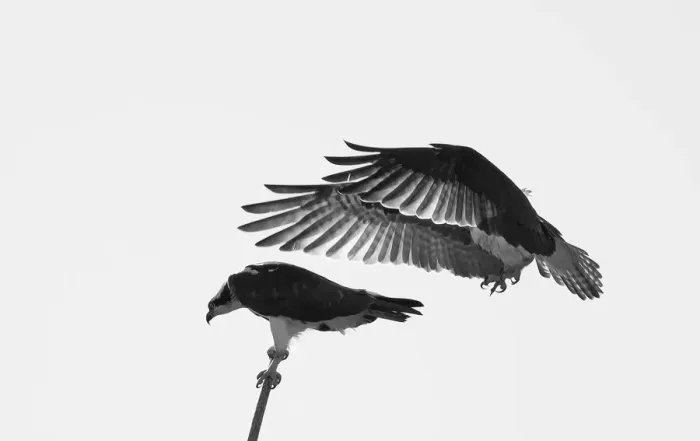 Framed Print : Osprey mating Framed Print : Osprey mating