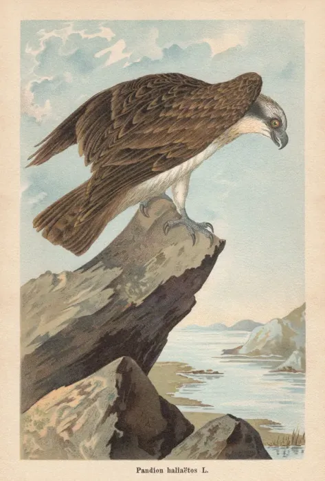 Framed Print : Osprey (Pandion haliaetus), chromolithograph, published in 1896 Framed Print : Osprey (Pandion haliaetus), chromolithograph, published in 1896