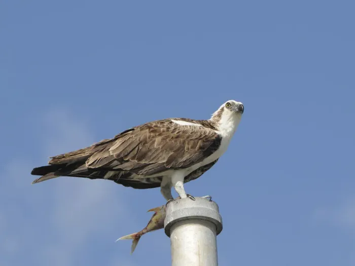 Framed Print : Osprey, Pandion haliaetus, with fish perched on a pole. Everglades National Park, Florida, USA. UNESCO World Heritage Site (Biosphere Reserve) Framed Print : Osprey, Pandion haliaetus, with fish perched on a pole. Everglades National Park, Florida, USA. UNESCO World Heritage Site (Biosphere Reserve)
