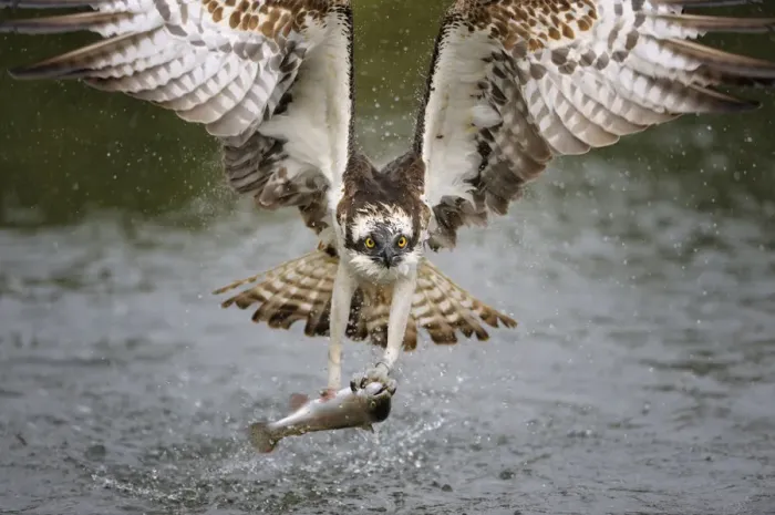 Framed Print : Osprey -Pandion haliaetus- in flight with a Rainbow Trout -Oncorhynchus mykiss- as prey, Pothiolampi, Kangasala, Westfinnland, Finland Framed Print : Osprey -Pandion haliaetus- in flight with a Rainbow Trout -Oncorhynchus mykiss- as prey, Pothiolampi, Kangasala, Westfinnland, Finland