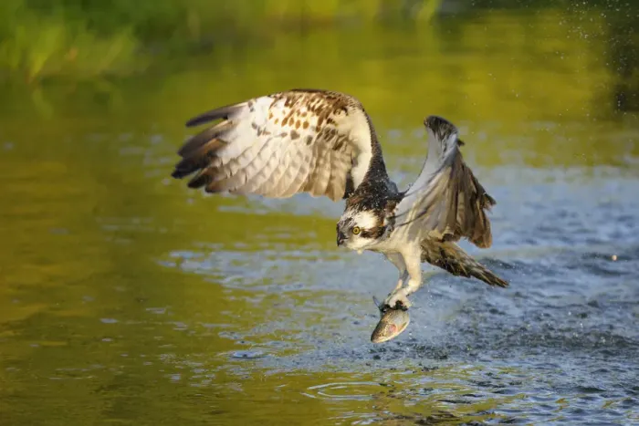 Framed Print : Osprey -Pandion haliaetus- in flight with Rainbow Trout -Oncorhynchus mykiss- as prey, Pothiolampi, Kangasala, Westfinnland, Finland Framed Print : Osprey -Pandion haliaetus- in flight with Rainbow Trout -Oncorhynchus mykiss- as prey, Pothiolampi, Kangasala, Westfinnland, Finland