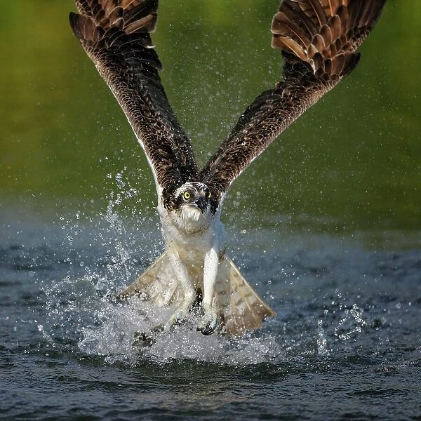 Osprey (Pandion haliaetus) taking flight after an unsuccessful hunt, Pothiolampi, Kangasala, Westfinnland, Finland