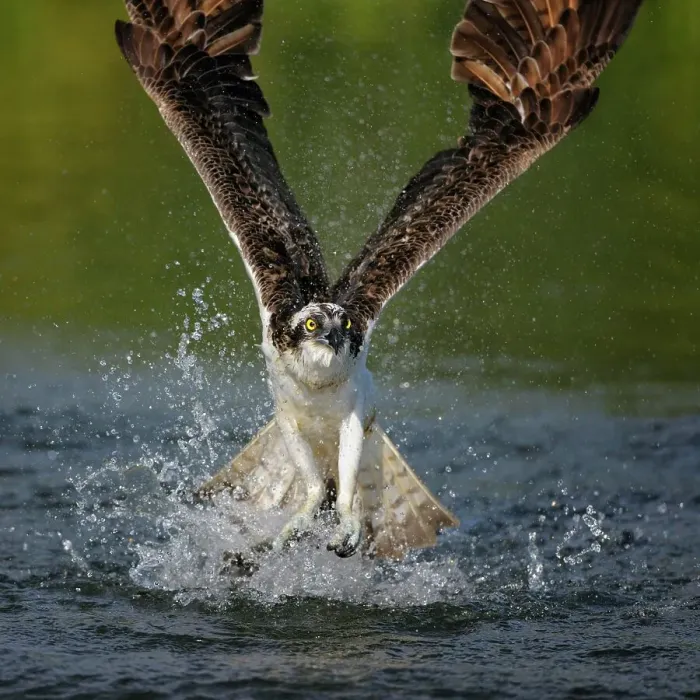 Framed Print : Osprey (Pandion haliaetus) taking flight after an unsuccessful hunt, Pothiolampi, Kangasala, Westfinnland, Finland Framed Print : Osprey (Pandion haliaetus) taking flight after an unsuccessful hunt, Pothiolampi, Kangasala, Westfinnland, Finland