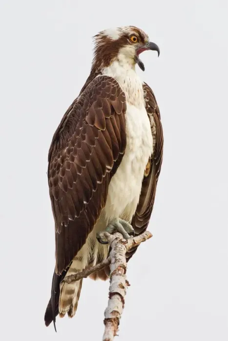 Framed Print : Osprey sitting on branch Framed Print : Osprey sitting on branch