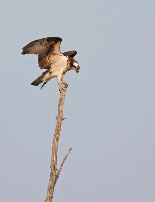 Framed Print : Osprey on treetop Framed Print : Osprey on treetop