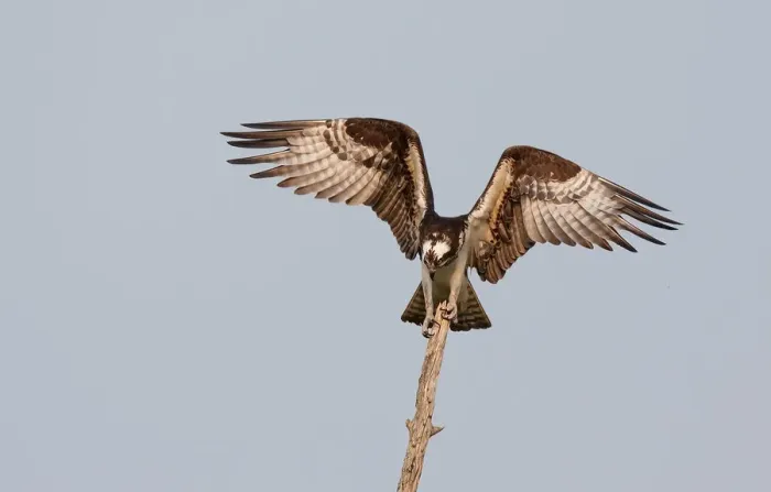 Framed Print : Osprey on treetop