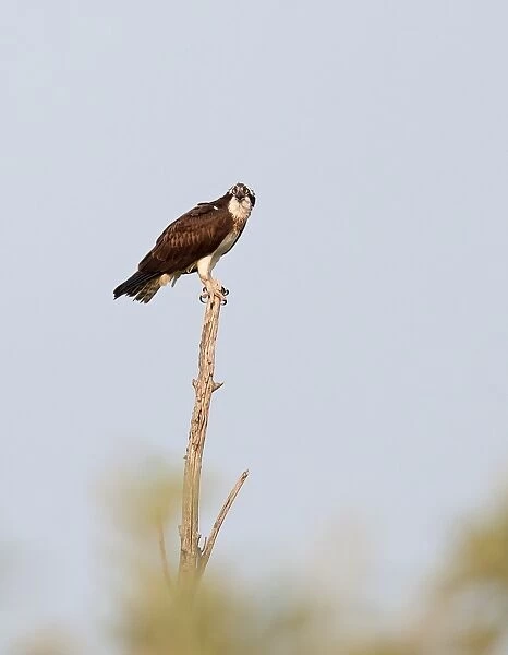 Osprey on treetop