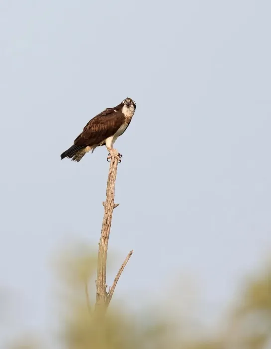 Framed Print : Osprey on treetop Framed Print : Osprey on treetop