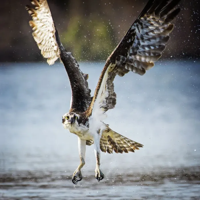 Framed Print : Osprey with Wings Up and Empty Talons at Belmont Lake State Park Framed Print : Osprey with Wings Up and Empty Talons at Belmont Lake State Park