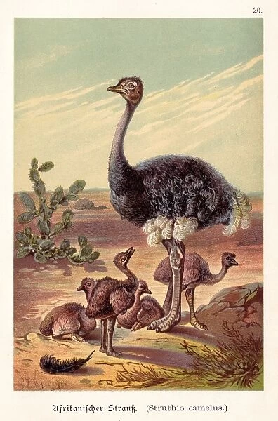 Ostrich with its babies illustration 1888