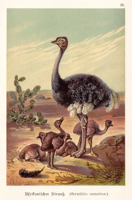 Framed Print : Ostrich with its babies illustration 1888 Framed Print : Ostrich with its babies illustration 1888