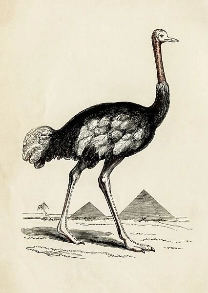 Ostrich bird engraving 1851