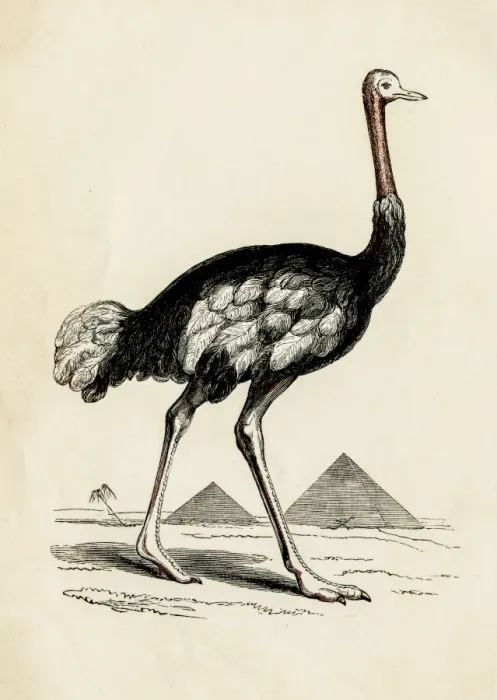 Framed Print : Ostrich bird engraving 1851 Framed Print : Ostrich bird engraving 1851