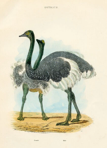 Ostrich bird engraving 1893