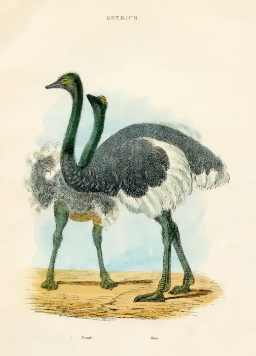 Framed Print : Ostrich bird engraving 1893 Framed Print : Ostrich bird engraving 1893