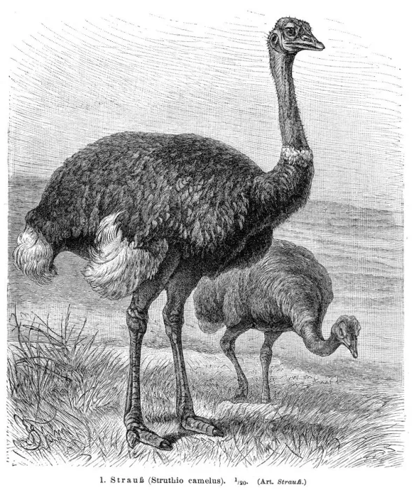 Framed Print : Ostrich bird engraving 1895 Framed Print : Ostrich bird engraving 1895