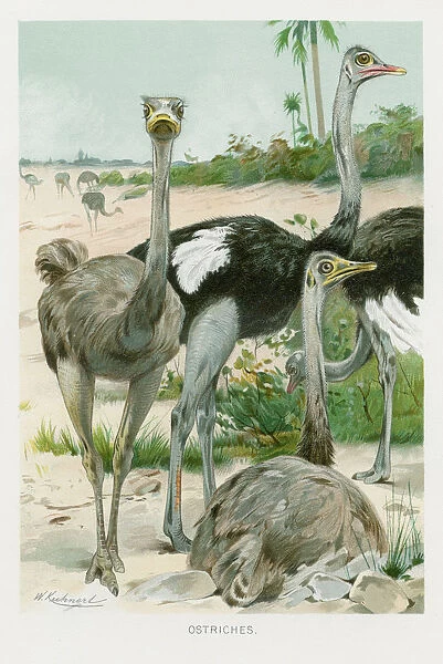 Ostrich chromolithograph 1896