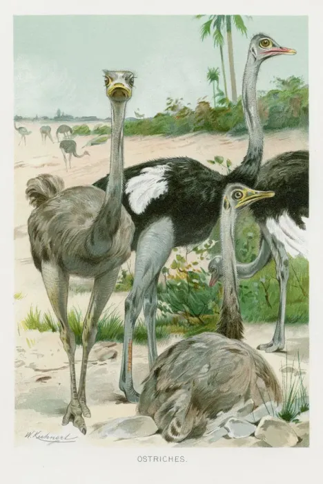 Framed Print : Ostrich chromolithograph 1896