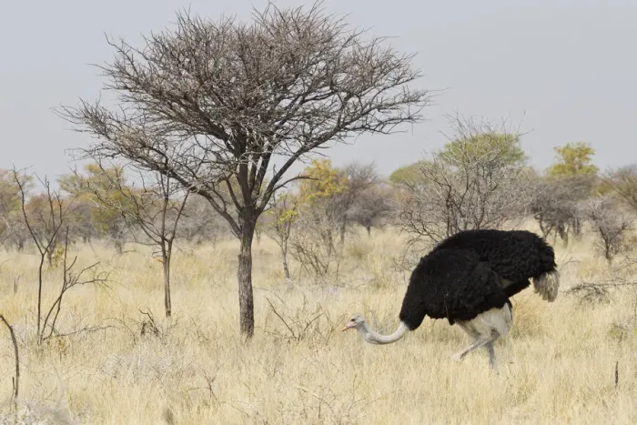 Framed Print : Ostrich or Common Ostrich -Struthio camelus-, male, foraging for food, Etosha National Park, Namibia Framed Print : Ostrich or Common Ostrich -Struthio camelus-, male, foraging for food, Etosha National Park, Namibia