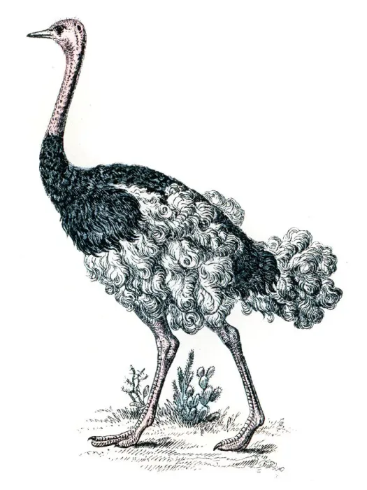 Framed Print : Ostrich engraving 1872 Framed Print : Ostrich engraving 1872