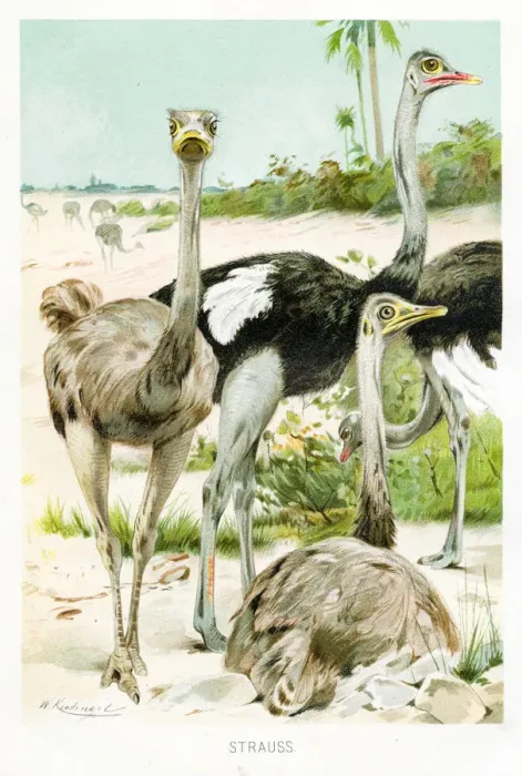 Framed Print : Ostrich engraving 1892 Framed Print : Ostrich engraving 1892