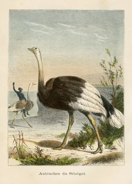 Framed Print : Ostrich engraving chromolitography 1880 Framed Print : Ostrich engraving chromolitography 1880