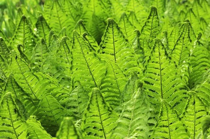 Framed Print : Ostrich Fern or Shuttlecock Fern -Matteuccia struthiopteris-, Stein, Middle Franconia, Bavaria, Germany Framed Print : Ostrich Fern or Shuttlecock Fern -Matteuccia struthiopteris-, Stein, Middle Franconia, Bavaria, Germany