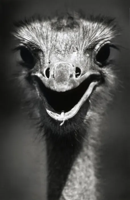 Framed Print : Ostrich Head Framed Print : Ostrich Head