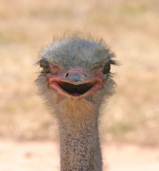 Ostrich Head - Struthio camelus