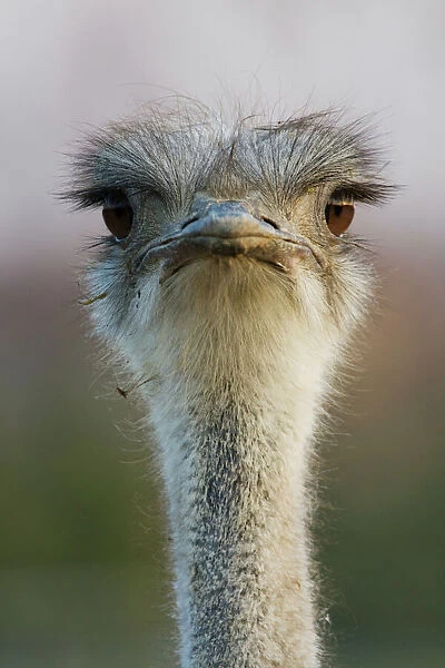 Ostrich portrait. Close up of emu head. Varese, Italy