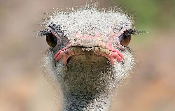 Ostrich Staredown