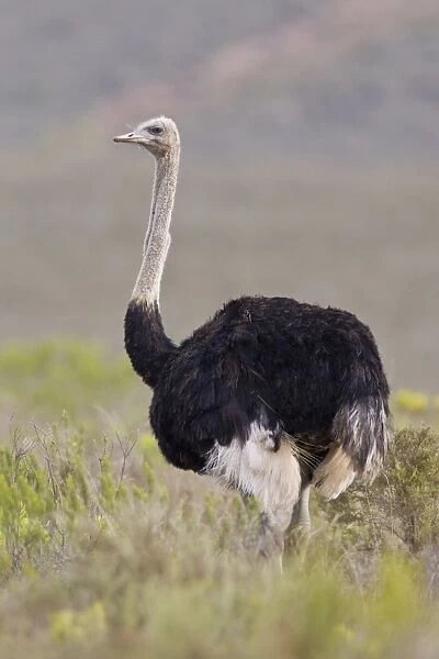 Ostrich -Struthio camelus-, Bontebok National Park, South Africa