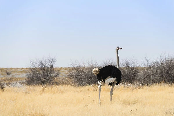 Ostrich -Struthio camelus-, Etosha National Park, Namibia